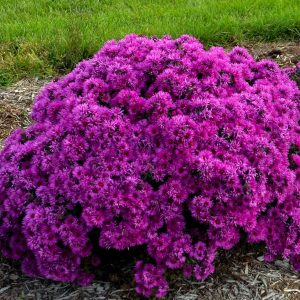 ASTER NOVAE-ANGLIAE `PINK CRUSH`