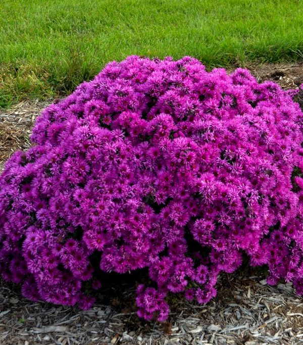 ASTER NOVAE-ANGLIAE `PINK CRUSH`