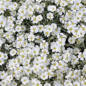 CERASTIUM TOMENTOSUM `YO YO`