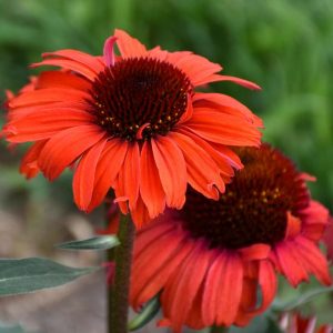 ECHINACEA EYE-CATCHER `TANAGER`