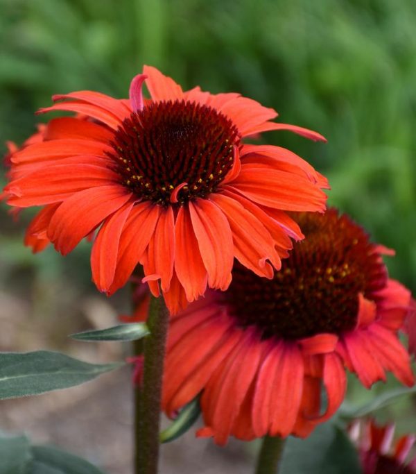 ECHINACEA EYE-CATCHER `TANAGER`