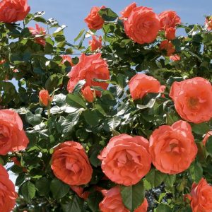 ROSA `MARMALADE SKIES`