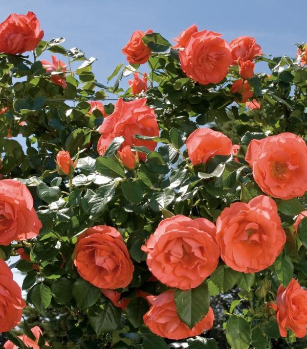 ROSA `MARMALADE SKIES`