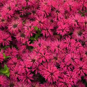 MONARDA `LEADING LADY RAZZBERRY`