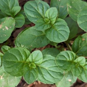 MENTHA AQUATICA - ORANGEMINT