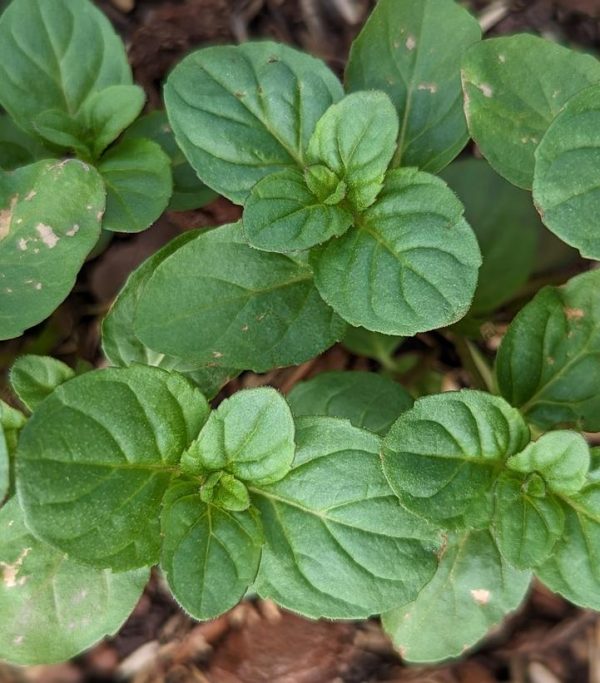 MENTHA AQUATICA - ORANGEMINT