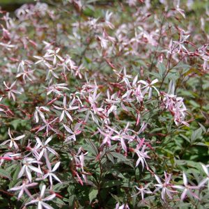 PORTERANTHUS TRIFOLIATUS `PINK PROFUSION`