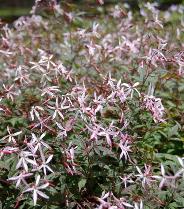 PORTERANTHUS TRIFOLIATUS `PINK PROFUSION`