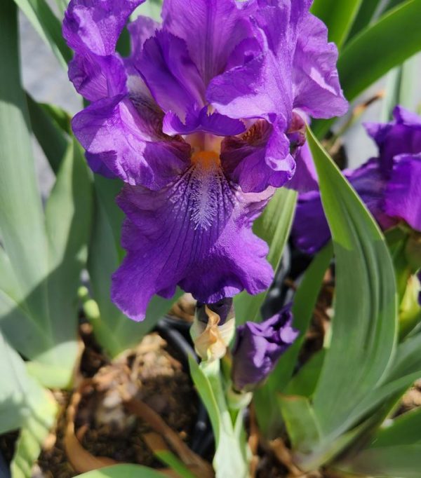 IRIS GERMANICA `WINE FESTIVAL` (PURPLE/GOLD)