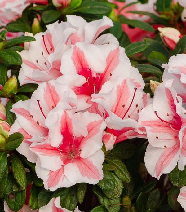 AZALEA ENCORE `AUTUMN STARBURST`