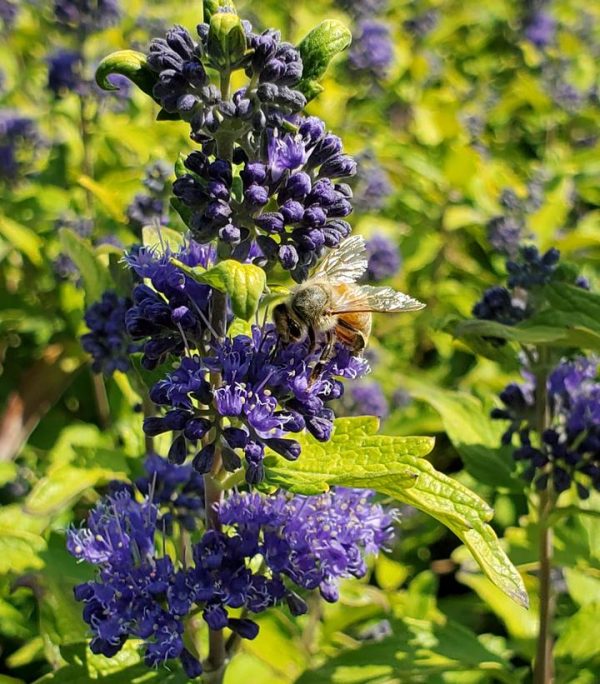 CARYOPTERIS X CLAND. `BEEKEEPER`