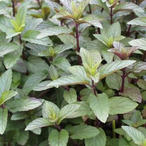 MENTHA P.`CHOCOLATE` - CHOCOLATE MINT