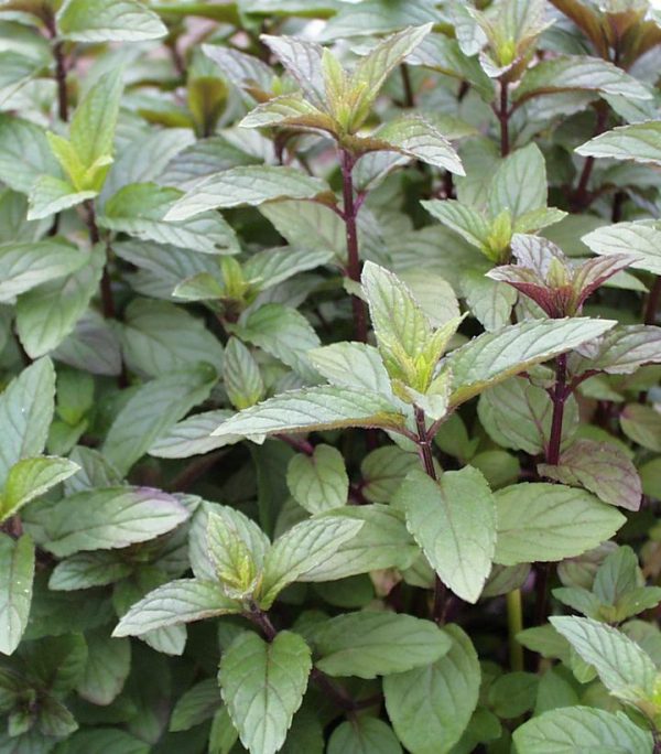 MENTHA P.`CHOCOLATE` - CHOCOLATE MINT