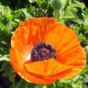 PAPAVER ORIENTALE `FRUIT PUNCH`