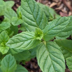 MENTHA SPICATA - SPEARMINT