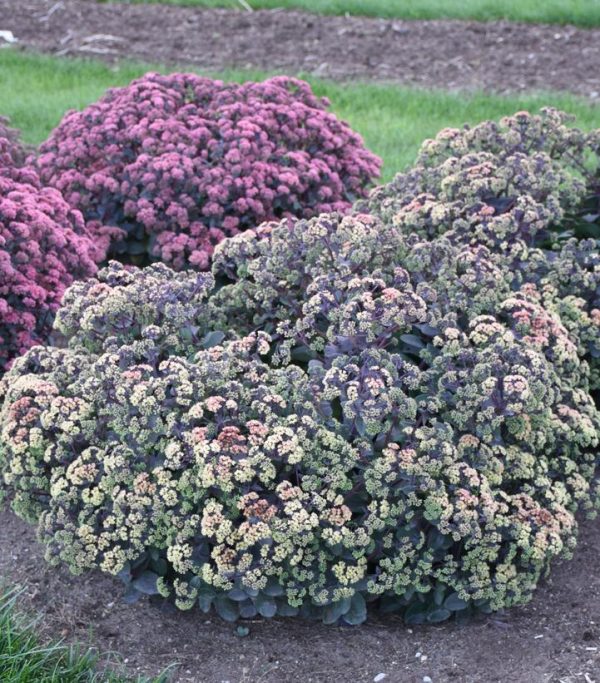 SEDUM `NIGHT LIGHT`