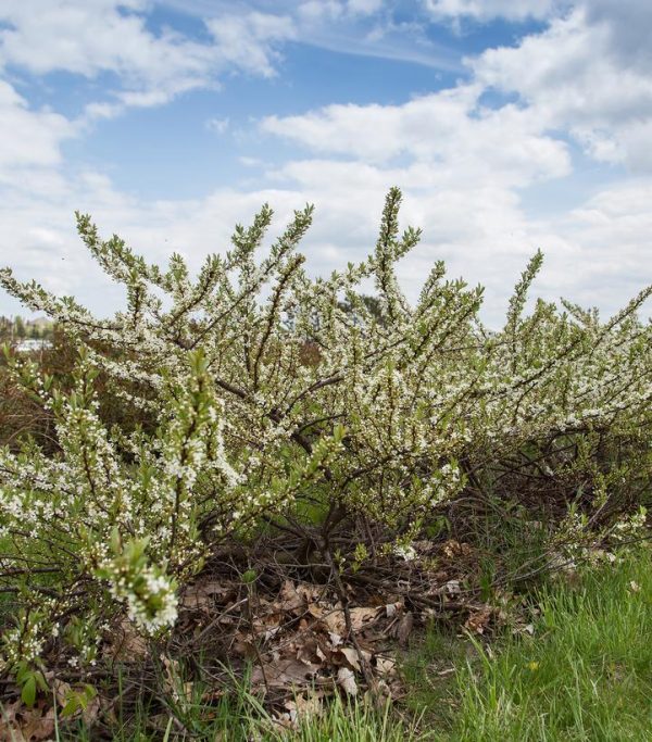 PRUNUS PUMILA `JADE PARADE`