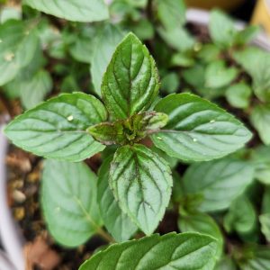 MENTHA X PIPERITA - PEPPERMINT