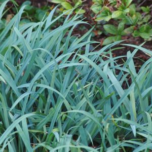 CAREX FLACCOSPERMA