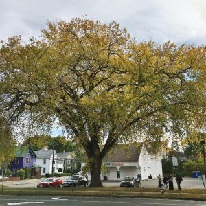 ULMUS AMERICANA