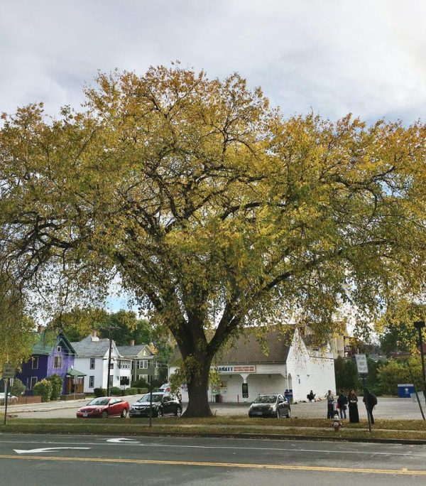ULMUS AMERICANA