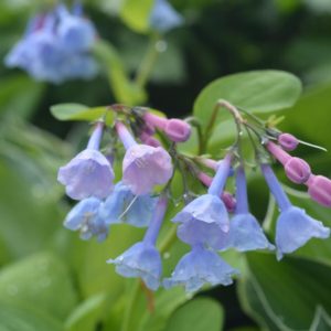 MERTENSIA VIRGINICA