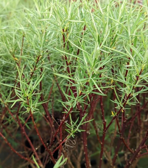 SALIX ELAEAGNOS