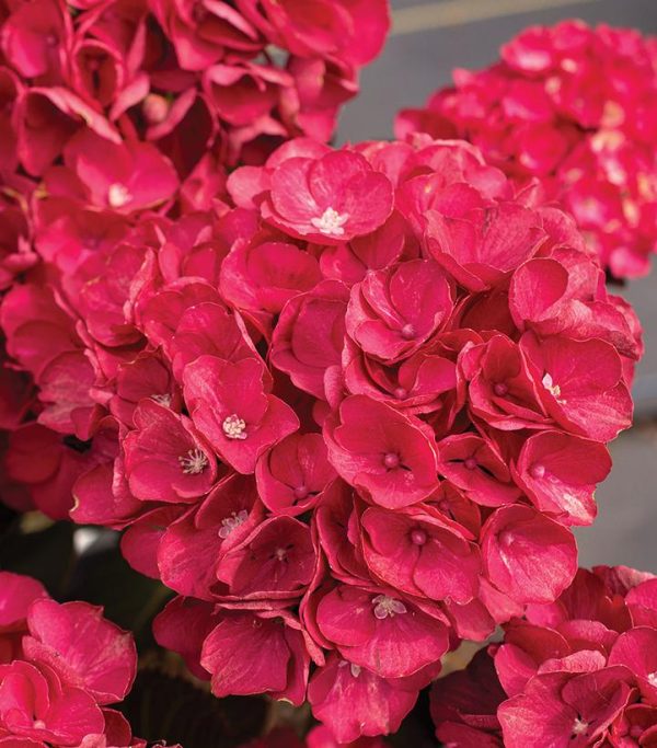 CG - HYDRANGEA M `AKADAMA`