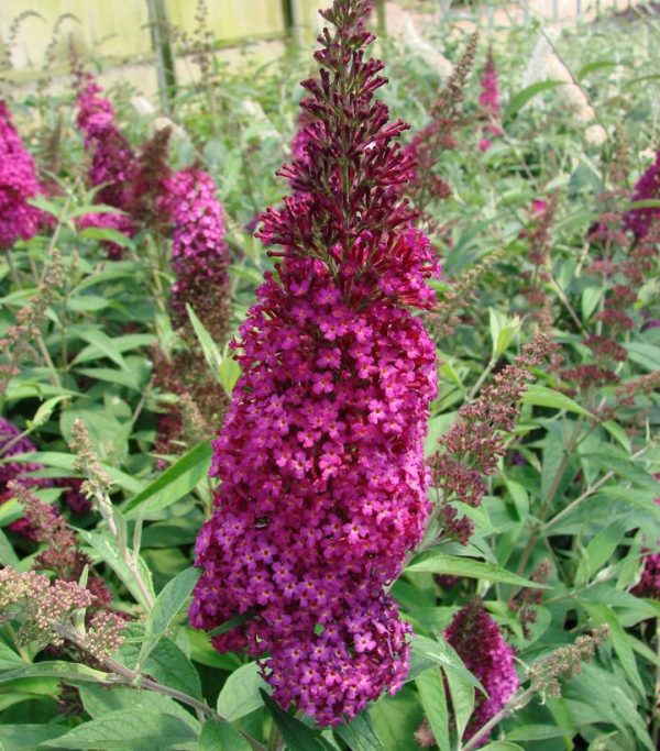 BUDDLEIA `FUNKY FUCHSIA`