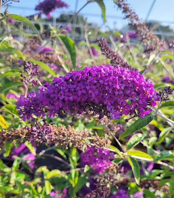 BUDDLEIA `GROOVY GRAPE`
