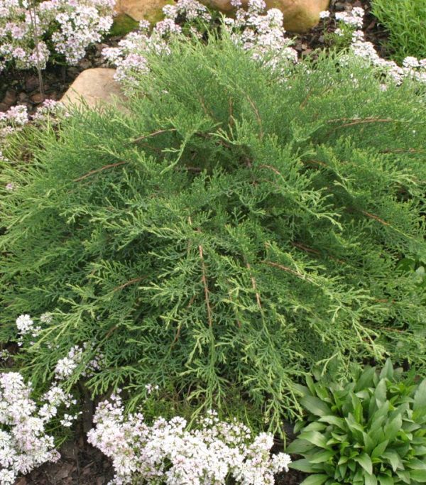 MICROBIOTA DECUSSATA `CELTIC PRIDE`