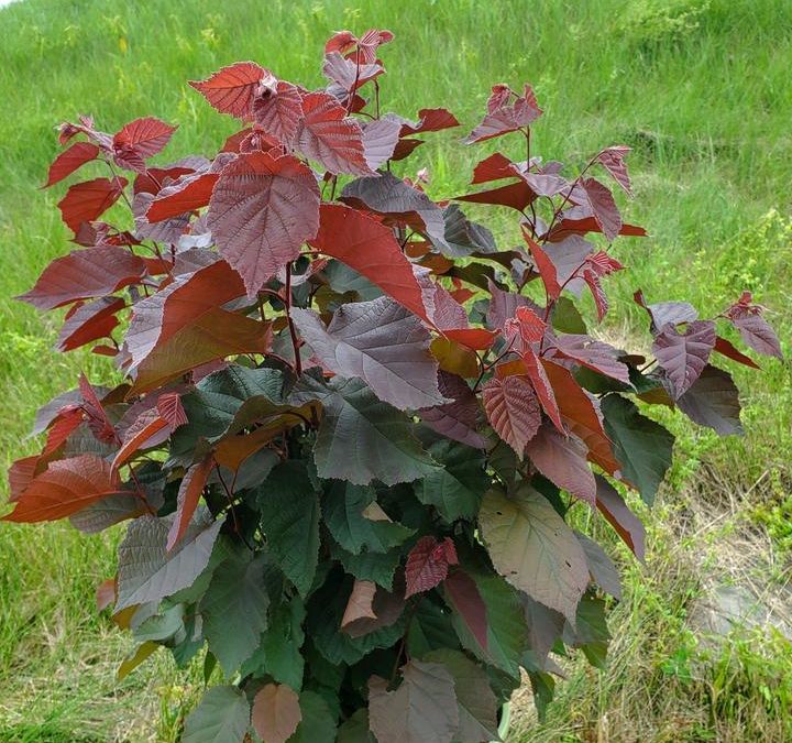 American Hazelnut