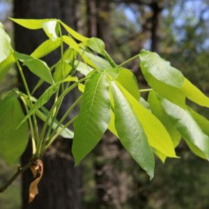 CARYA OVATA