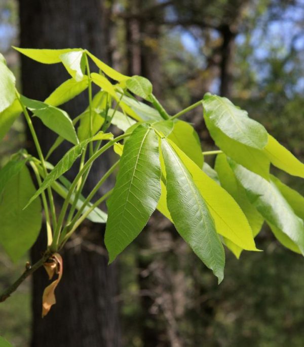 CARYA OVATA