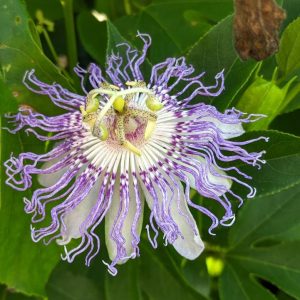 PASSIFLORA INCARNATA (MAYPOP)
