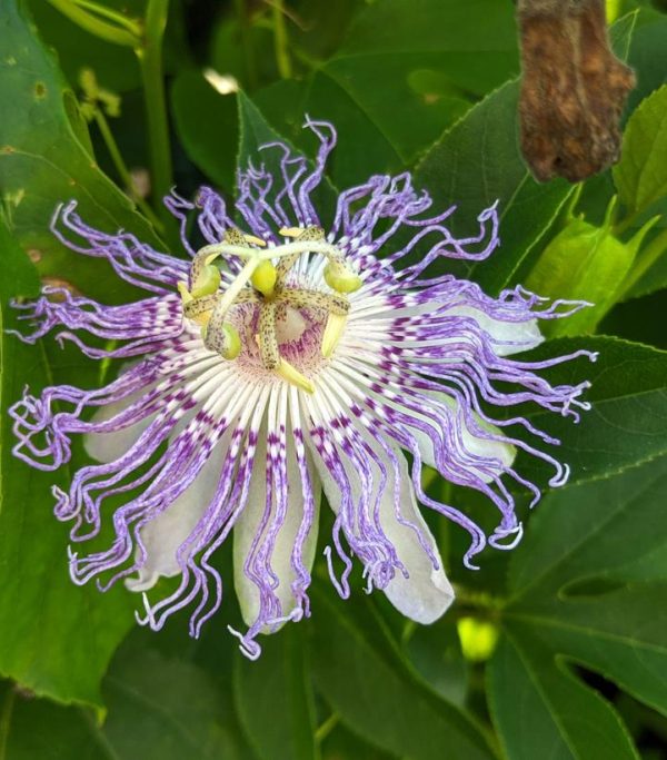 PASSIFLORA INCARNATA (MAYPOP)