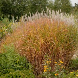 MISCANTHUS SINENSIS `PURPURESCENS`