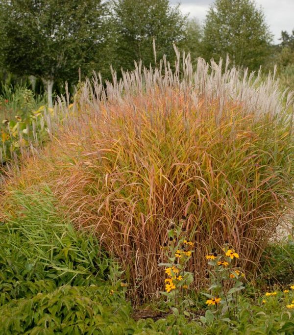 MISCANTHUS SINENSIS `PURPURESCENS`
