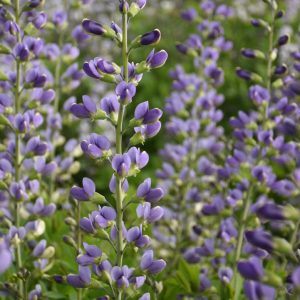BAPTISIA DECADENCE DELUXE `BLUE BUBBLY`