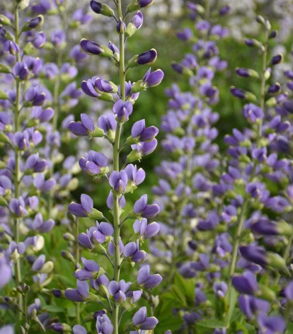 BAPTISIA DECADENCE DELUXE `BLUE BUBBLY`