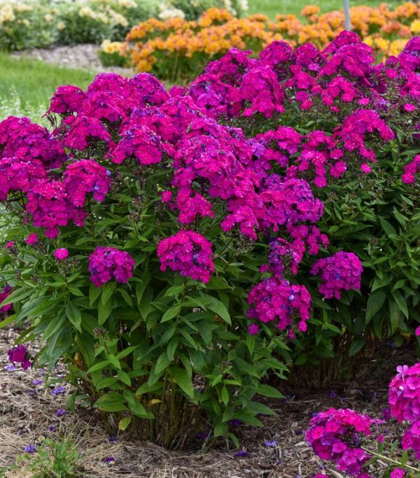 PHLOX LUMINARY `ULTRAVIOLET`