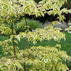 CORNUS ALTERNIFOLIA `GOLDEN SHADOWS`