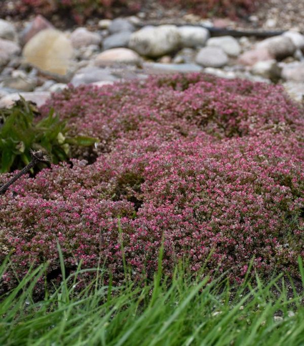 SEDUM `STEEL THE SHOW`