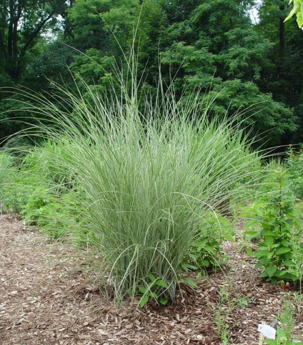 MISCANTHUS SINENSIS `MORNING LIGHT`
