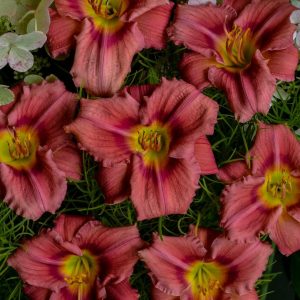 HEMEROCALLIS `ROSY RETURNS`
