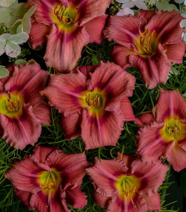 HEMEROCALLIS `ROSY RETURNS`