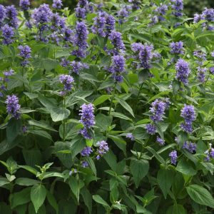 NEPETA `BLUE PRELUDE`