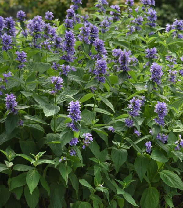 NEPETA `BLUE PRELUDE`