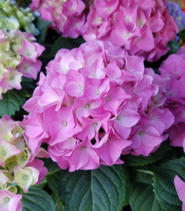HYDRANGEA M `EARLY ROSA` - STD