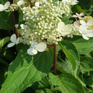 HYDRANGEA PAN. `TORCH`